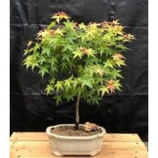 Dwarf Japanese Green Maple Bonsai Tree
(acer palmatum dwarf)