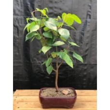 Whitebarked Himalayan Birch Bonsai Tree
(Betula utilis var. 'jacquemontii')