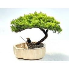 Juniper Bonsai Tree
Land/Water Pot with Scalloped Edges - Large
(Juniper Procumbens "nana")