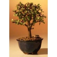 Baby Jade Bonsai Tree - Small
(Portulacaria Afra)
