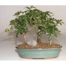 Hawaiian Umbrella Bonsai Tree
3 Tree Forest Group
(Arboricola Schefflera 'Luseanne')