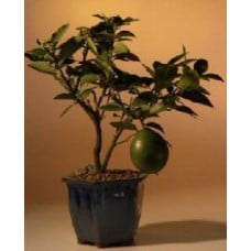 Flowering Lemon Bonsai Tree
(meyer lemon)