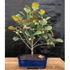 Mistletoe Fig Bonsai Tree
(ficus diversifolia)