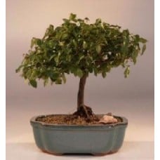 Flowering Sweet Plum Bonsai Tree
(sageretia theezans)
