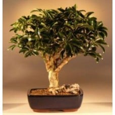 Hawaiian Umbrella Bonsai Tree - Large
(arboricola schefflera 'luseanne)