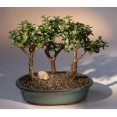 Baby Jade - 3 Bonsai Tree Group
(portulacaria afra)