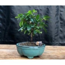 Fukien Tea Bonsai Tree - Small
Straight Trunk Style
(ehretia microphylla)