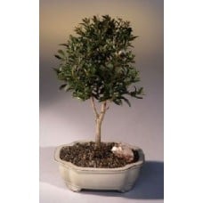 Flowering Brush Cherry Bonsai Tree - Medium
(Eugenia Myrtifolia)