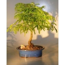 Flowering Tamarind Bonsai Tree - Large
(tamarindus indica)