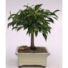 Oriental Ficus Bonsai Tree - Medium
(ficus benjamina 'orientalis')