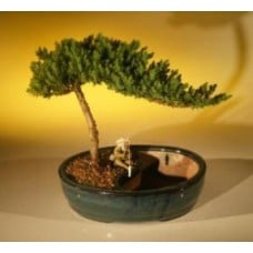 Juniper Bonsai Tree/Water Bonsai Pot - Medium
(juniper procumbens "nana")