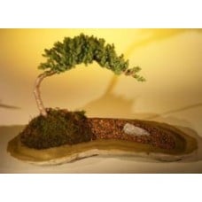 Juniper Bonsai Tree
Planted on a Rock Slab
(juniper procumbens "nana")