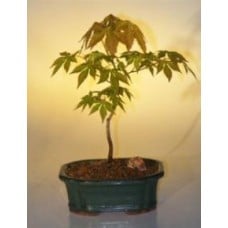 Japanese Green Maple Bonsai Tree - Small
(acer palmatum)