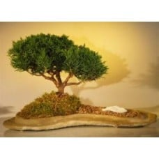 Shimpaku Juniper Bonsai Tree
Planted on a Rock Slab
(juniperus chinensis)
