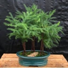 Norfolk Island Pine Bonsai Tree
Three (3) Tree Forest Group
(araucaria heterophila)