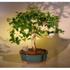 Flowering Surinam Cherry Bonsai Tree
(eugenia uniflora)