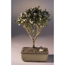 Flowering Mount Fuji Serissa - Large
(serissa foetida)