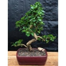 Fukien Tea Flowering Bonsai Tree - Extra Large
Curved Trunk Style
(ehretia microphylla)