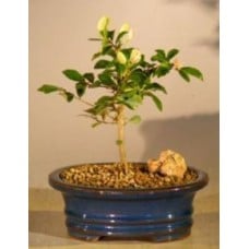 Flowering Lavender Star Flower Bonsai Tree - Small
(Grewia Occidentalis)