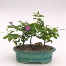 Flowering Lavender Star Flower Bonsai
3 Tree Forest Group
(Grewia Occidentalis)
