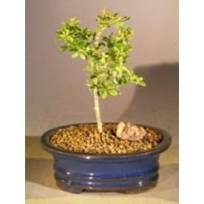 Flowering Tropical Boxwood Bonsai Tree - Small
(neea buxifolia)