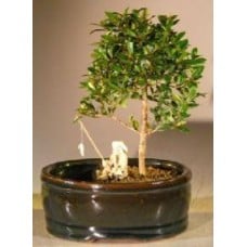 Flowering Brush Cherry Bonsai Tree
Land/Water Pot - Small
(eugenia myrtifolia)