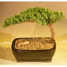 Juniper Bonsai Tree
Complete Starter Kit