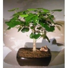 Flowering Sea Hibiscus Bonsai Tree
(hibiscus tiliaceus)