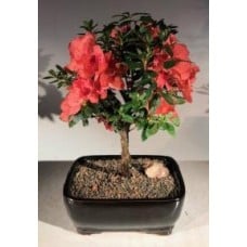 Flowering Tropical Duc De Rohan Azalea Bonsai Tree
(southern indica)