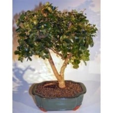 Flowering Campeche Bonsai Tree - Large
(haematoxylum campechianum)