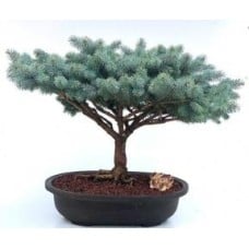 Globe Blue Spruce Bonsai Tree
(picea pungens 'Globosa')
