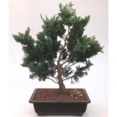 Hinoki Cypress Bonsai Tree
(chamecyparis obtusa 'Nana Gracilis')