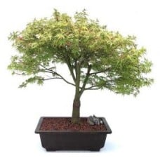 Dwarf Japanese Maple Bonsai Tree
(acer palmatum 'kiyohime yatsubusa')