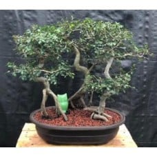 Chinese Elm Bonsai Tree
Curved trunk & Exposed Roots
Three (3) Tree Forest Group
(ulmus parvifolia)