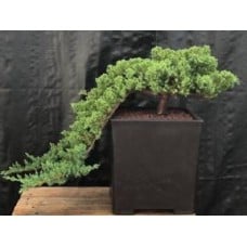 Juniper Bonsai Tree - Cascade Style
(juniper procumbens nana)