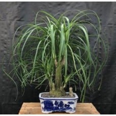 Ponytail Palm Multi Trunk Bonsai Tree
(beaucamea recurvata)