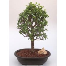 Baby Jade Bonsai Tree
(Portulacaria Afra)