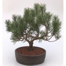 Mugo Pine Bonsai Tree
(pinus mugo 'valley cushion')
