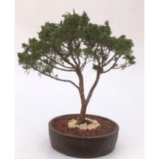 Shimpaku Juniper Bonsai Tree
(juniper chinensis 'shimpaku')