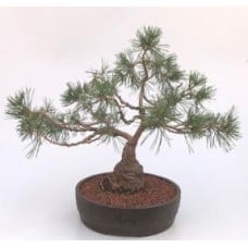 Scotch (Scots) Pine Bonsai Tree
(Pinus Sylvestris 'Albyn)