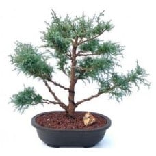 Mugo Pine Bonsai Tree
(pinus mugo 'valley cushion')