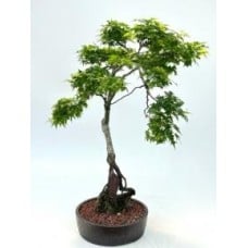 Beni Hime Dwarf Japanese Maple Bonsai Tree
Root Over Rock
(Acer palmatum 'Beni Hime')