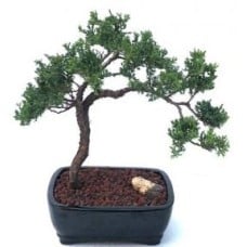 Juniper Bonsai Tree - Trained
(juniper procumbens nana)