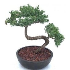 Juniper Bonsai Tree - Trained
(juniper procumbens nana)