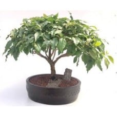 Flowering Bougainvillea Bonsai Tree
(Pink Pixie)