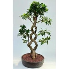 Fruiting Green Emerald Ficus Bonsai Tree
Braided Trunk
(ficus microcarpa)