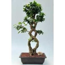 Fruiting Green Emerald Ficus Bonsai Tree
Braided Trunk
(ficus microcarpa)