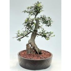 Chinese Elm Bonsai Tree
Root Over Rock Style
(ulmus parvifolia)