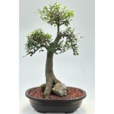Chinese Elm Bonsai Tree
Root Over Rock Style
(ulmus parvifolia)