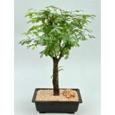 Flowering Horseflesh Mahogany Bonsai Tree
(lysiloma sabicu)